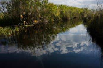 Картинка природа реки озера озеро камыши вода дерево облака отражение