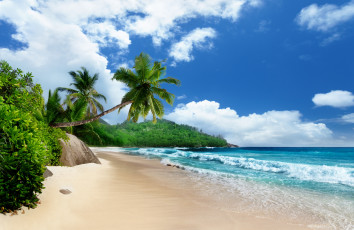Картинка природа тропики пальмы берег пляж море