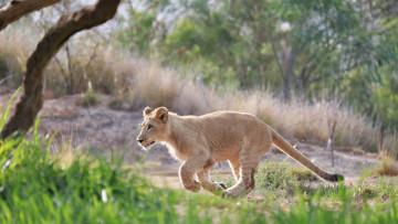 Картинка животные львы трава бег детеныш котенок львенок