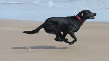 Картинка животные собаки пляж пес бег