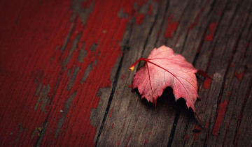 Картинка природа листья макро красный лист доска краска