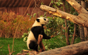 Картинка животные панды панда ветки