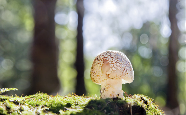 Обои картинки фото природа, грибы, гриб, мох, лес