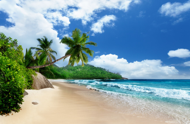 Обои картинки фото природа, тропики, пальмы, берег, пляж, море