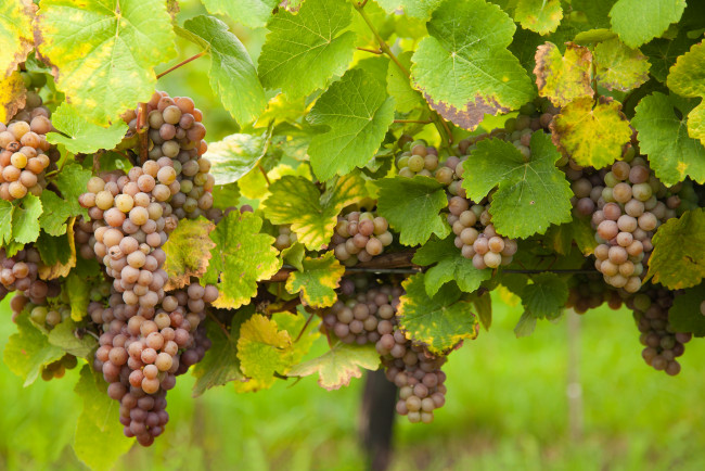 Обои картинки фото природа, плоды, leaves, the, vineyard, виноград, грозди, виноградник, grapes, листва