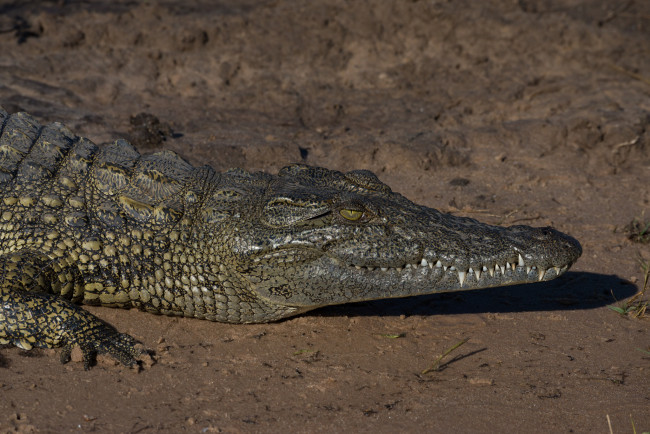 Обои картинки фото животные, крокодилы, дикая, природа, крокодил, песок, отдыхает