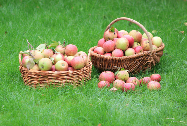 Обои картинки фото еда, Яблоки, яблоки, корзина, травка