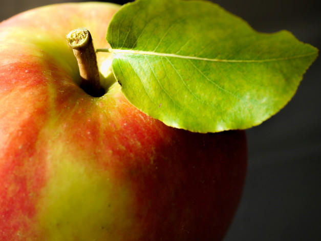 Обои картинки фото еда, Яблоки, лист, яблоко