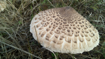 Картинка гриб+зонтик природа грибы зонтик гриб