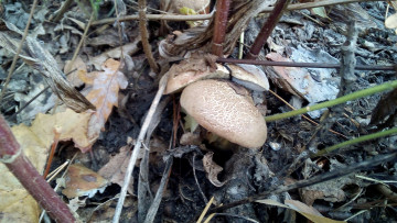 Картинка маховик природа грибы съедобный гриб