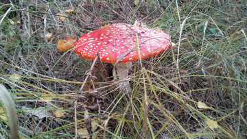 Картинка мухомор природа грибы +мухомор ядовитый гриб красный