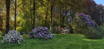 Картинка природа парк рододендрон кусты весна