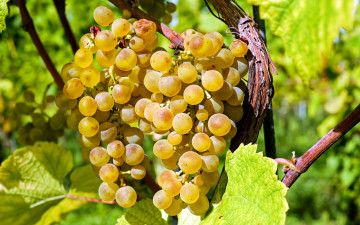 Картинка природа Ягоды +виноград гроздья ягоды