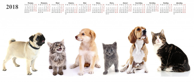 Обои картинки фото календари, животные, белый, фон, собака, кошка, много