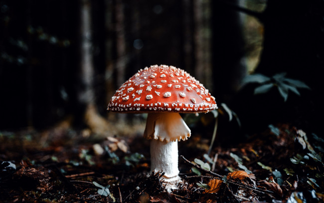 Обои картинки фото природа, грибы,  мухомор, одиночка