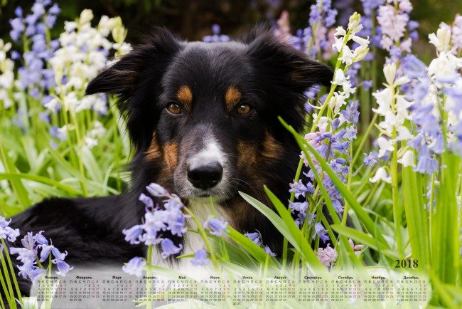 Обои картинки фото календари, животные, собака, взгляд, цветы, растения