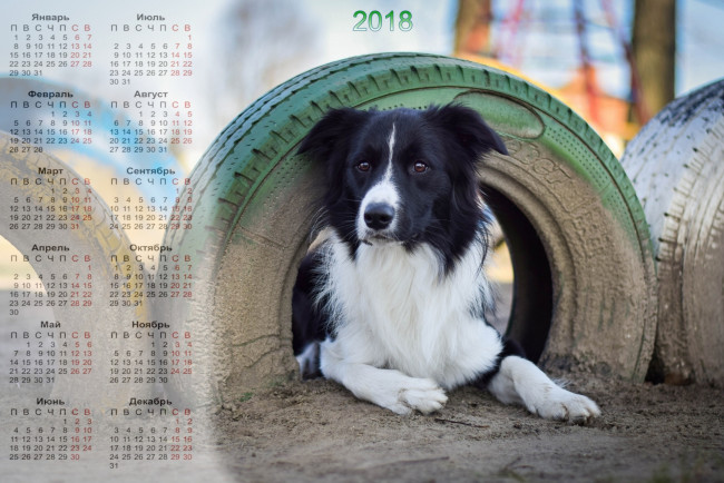 Обои картинки фото календари, животные, собака, взгляд, шина, песок