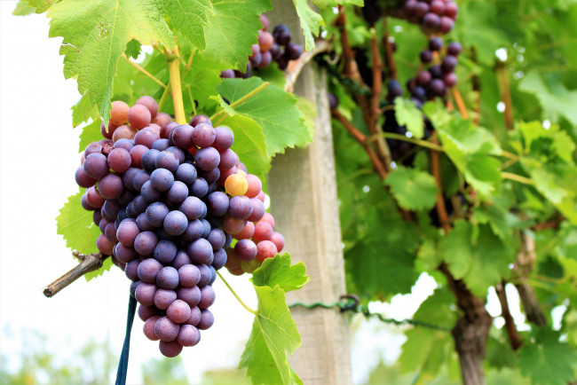 Обои картинки фото природа, Ягоды,  виноград, grapes, грозди, листва, виноградник, leaves, the, vineyard, виноград