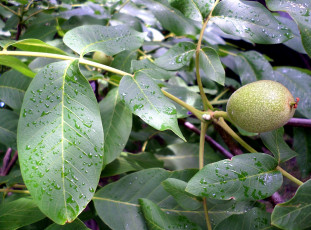 Картинка природа плоды орех листья ветка