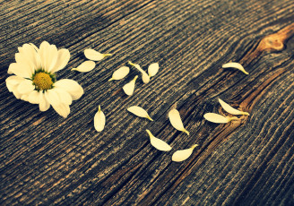 Картинка цветы ромашки лепестки белый цветок