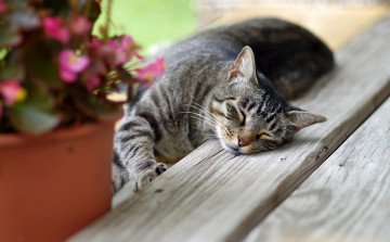 Картинка животные коты сон цветок полосатый серый кот