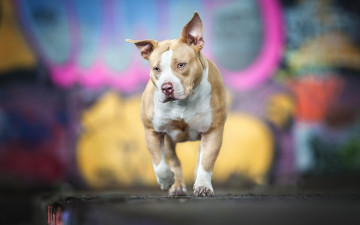 Картинка животные собаки домашние бело-коричневый собака щенок стаффордширский терьер американский