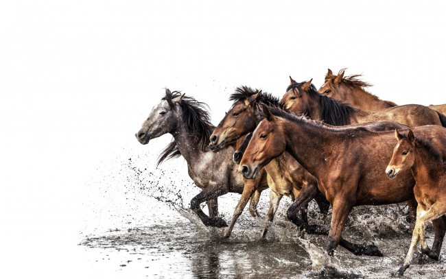 Обои картинки фото животные, лошади, вода, табун