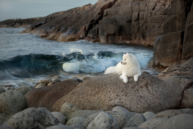 Обои картинки фото животные, собаки, собака, камни, млекопитающее, побережье, на, открытом, воздухе