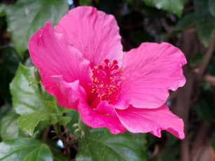 Картинка цветы гибискусы розовый гибискус макро