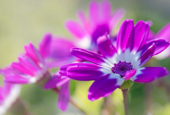 Картинка цветы остеоспермумы двухцветный остеоспермум макро