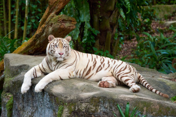 Картинка тигр животные тигры белый дерево камень лежит зоопарк