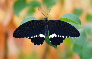 Картинка бабочка животные бабочки +мотыльки +моли листья макро фон черная