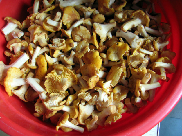 Обои картинки фото еда, грибы,  грибные блюда, лисички