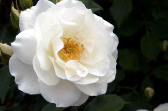 Картинка цветы розы капли большой белый