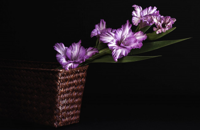 Обои картинки фото цветы, гладиолусы, корзина, лиловый