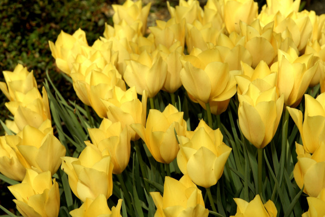 Обои картинки фото цветы, тюльпаны, желтый, много