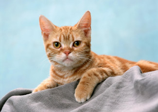 Картинка животные коты взгляд полосатый рыжий кот