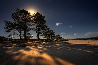 Картинка природа деревья песок