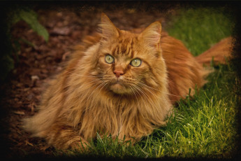 Картинка животные коты рыжий мейн-кун