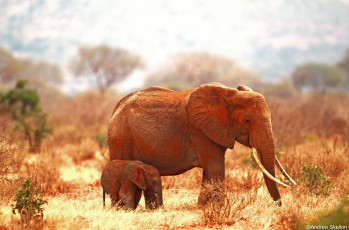 Картинка животные слоны малыш мама