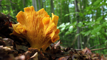 Картинка природа грибы земля гриб лес зелень сухие листья
