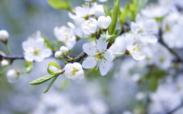 Картинка цветы сакура вишня ветка весна цветение