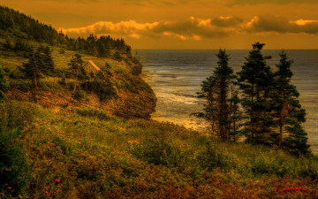 Картинка природа побережье море пейзаж деревья