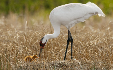Картинка животные журавли гнездо трава белый журавль птенец потомство