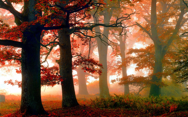Обои картинки фото forest, in, autumn, природа, лес, туман, осень, краски, листва, дубы