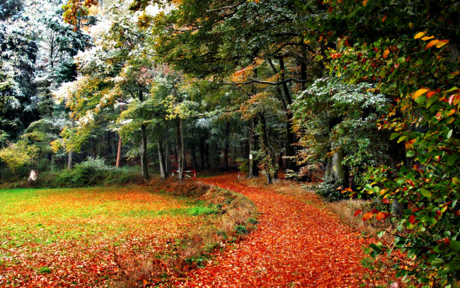Обои картинки фото природа, лес, осень, снег, тропинка, листья, кроны