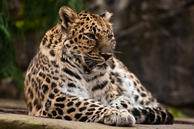 Обои картинки фото животные, леопарды, хищник, спокойствие