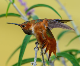 Картинка животные колибри птичка травинка оперение