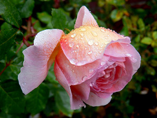 Картинка цветы розы роза капли роса лепестки бутон
