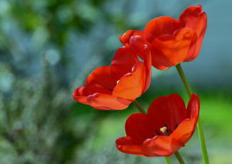 Картинка цветы тюльпаны трио